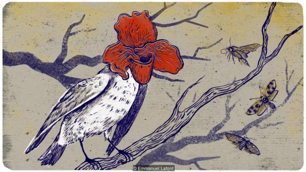 Imitar a las flores: ¿una nueva manera de los pájaros para atraer insectos?