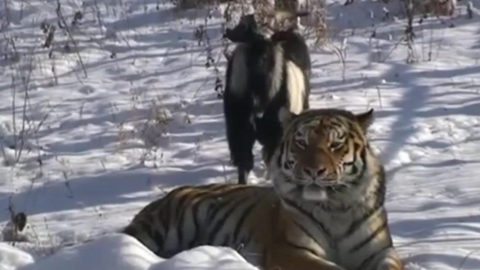 Timur the goat and Amur the tiger