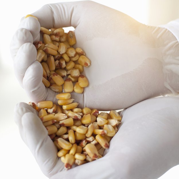 Weizmann había desarrollado un método para hacer acetona con maíz, arroz y granos. maíz