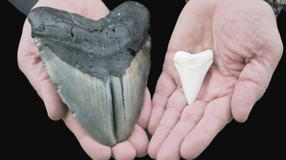 A la izquierda, un diente de megalodón, mientras que a la derecha se muestra el diente de un tiburón blanco.