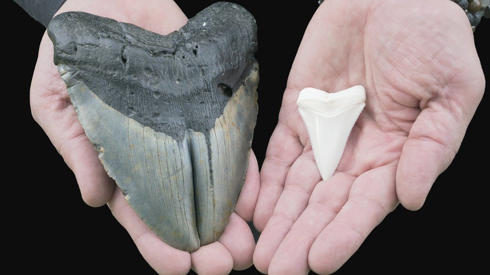 Misteri Kepunahan Hiu Purba Megalodon Tiga Juta Tahun Lalu Terungkap