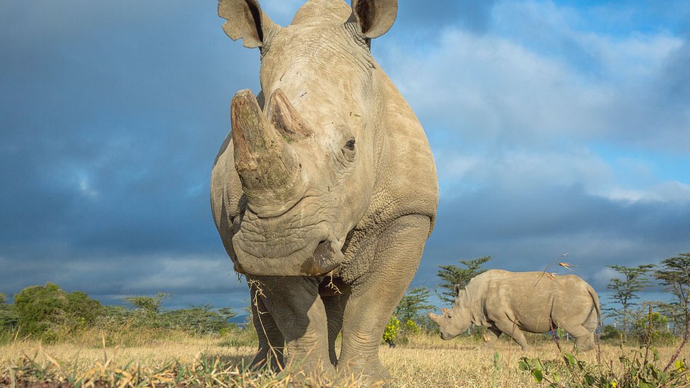 Beli nosorog Sudan