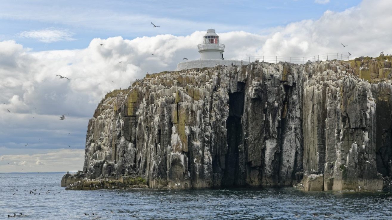 Bird flu forces Farne Islands to shut to visitors BBC News