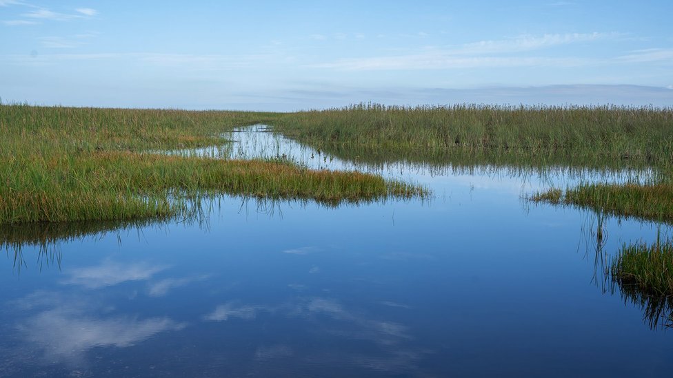 The vast Everglades ecosystem