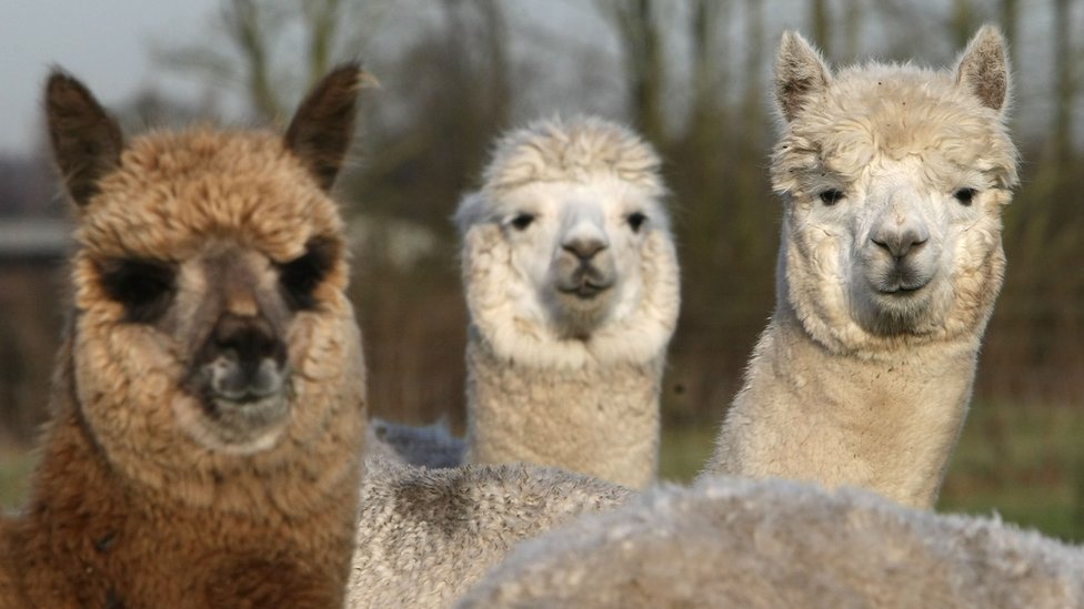 are herd dogs used for alpacas