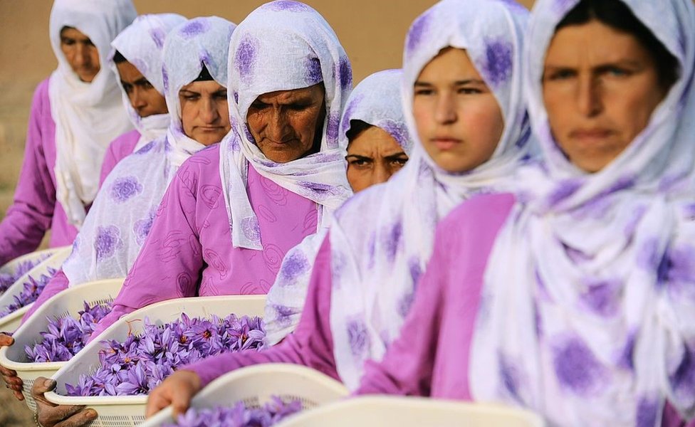 Афганские рабочие несут собранные цветы шафрана для доставки фермеру в районе Гориан Герата