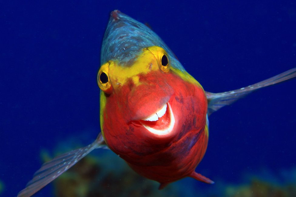 A fish appearing to smile at the camera