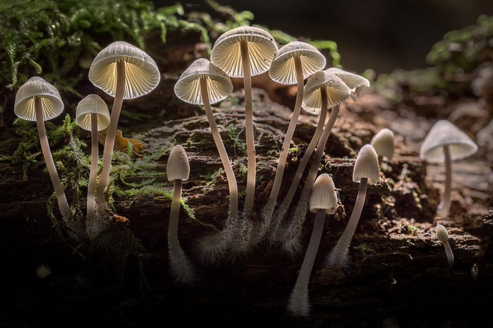 Un grupo de hongos blancos en un tronco.