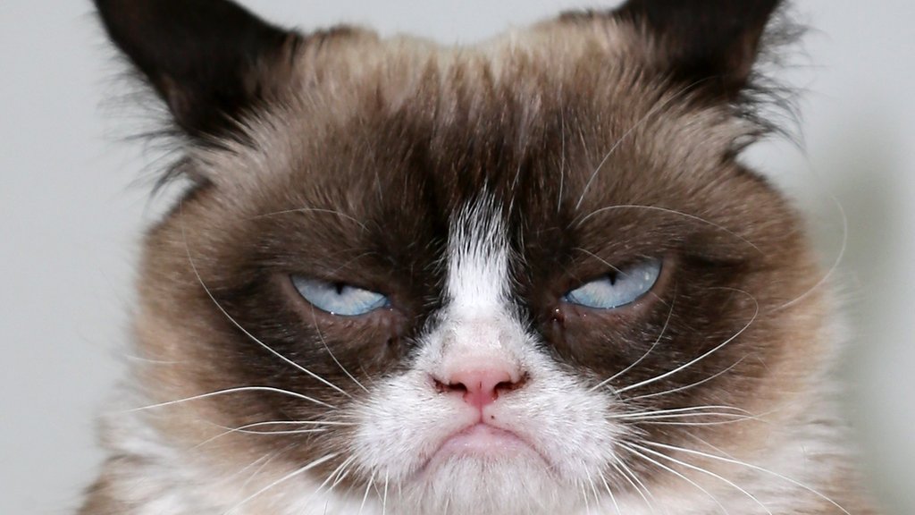 R.I.P. Grumpy Cat, The Face That Launched A Million Memes