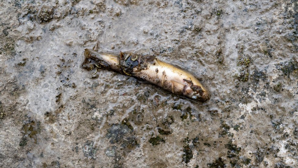 Un pez muerto en la zona del derrame.