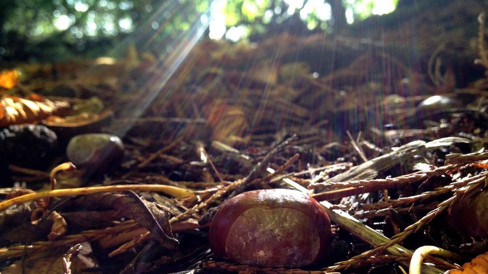 Encontrar castañas de indias iba a ayudar a ganar la guerra, decía el Ministerio de Municiones, aunque no revelaba por qué. Castañas de indias en el bosque