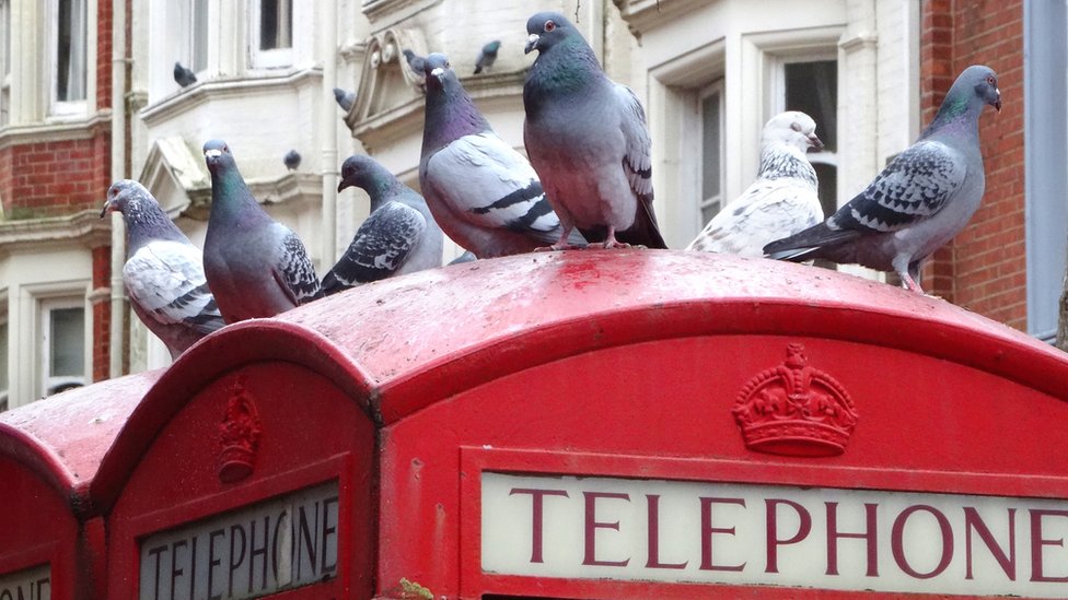 Un grupo de palomas sobre una cabina de teléfonos de Londres