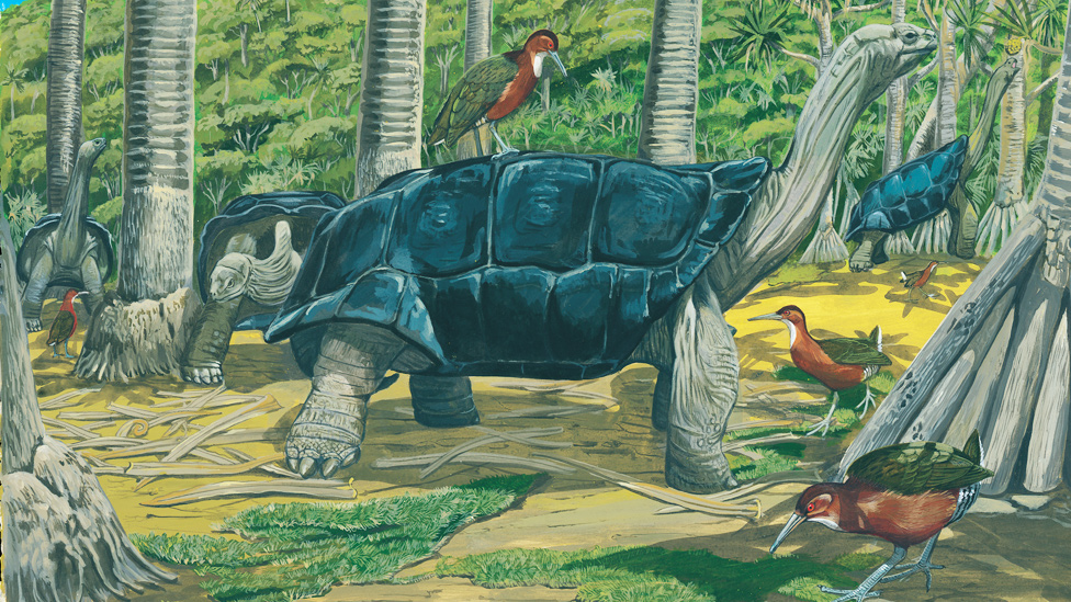 Pintura de Julian Hume, ilustrando los rálidos de garganta blancajunto a tortugas gigantes