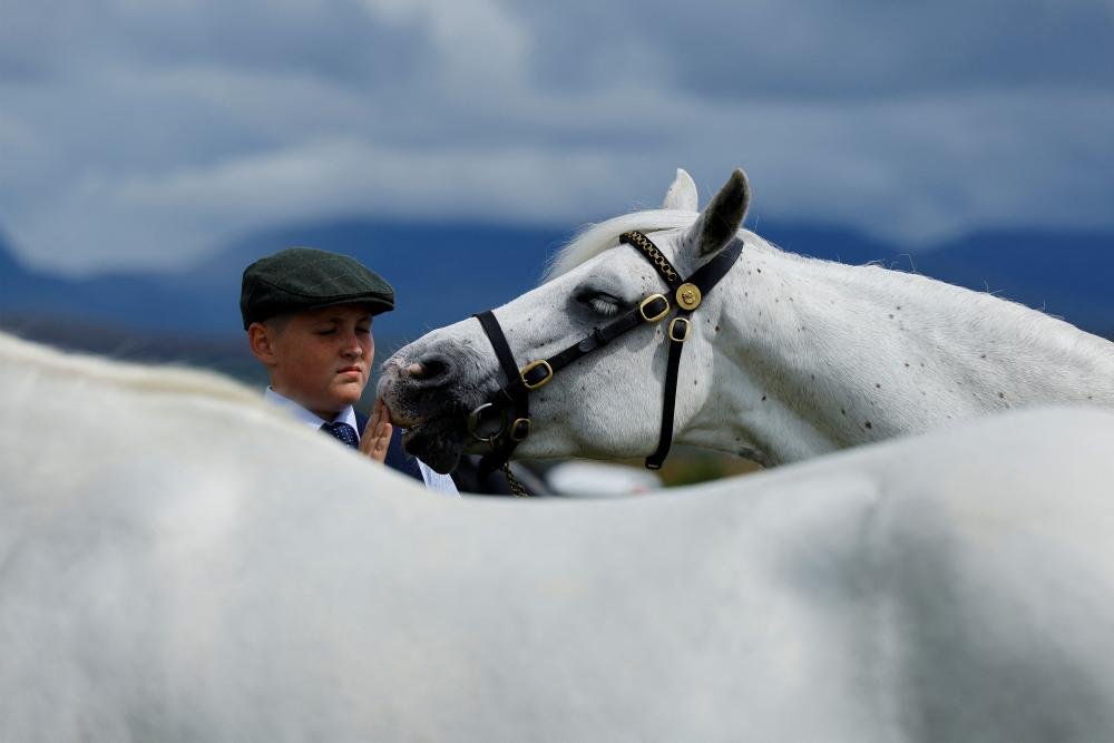 من معرض للخيول في قرية راوندستون في إيرلندة.