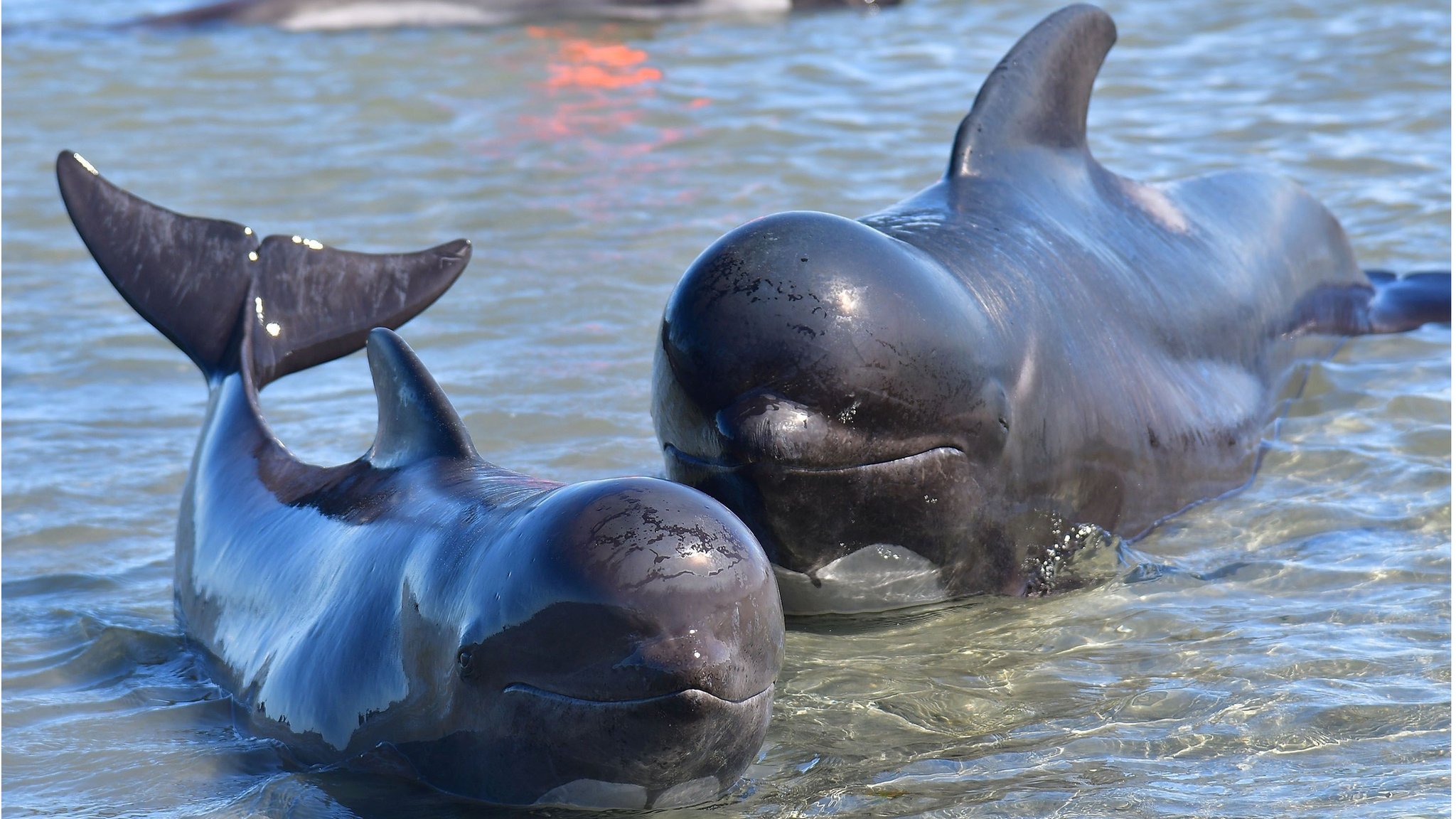 Dead pilot whales during a whale stranding on Farewell Spit in New  Zealand's South Island Stock Photo - Alamy