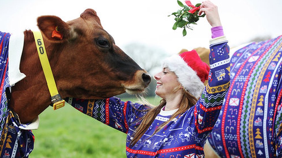 christmas sweater with cow