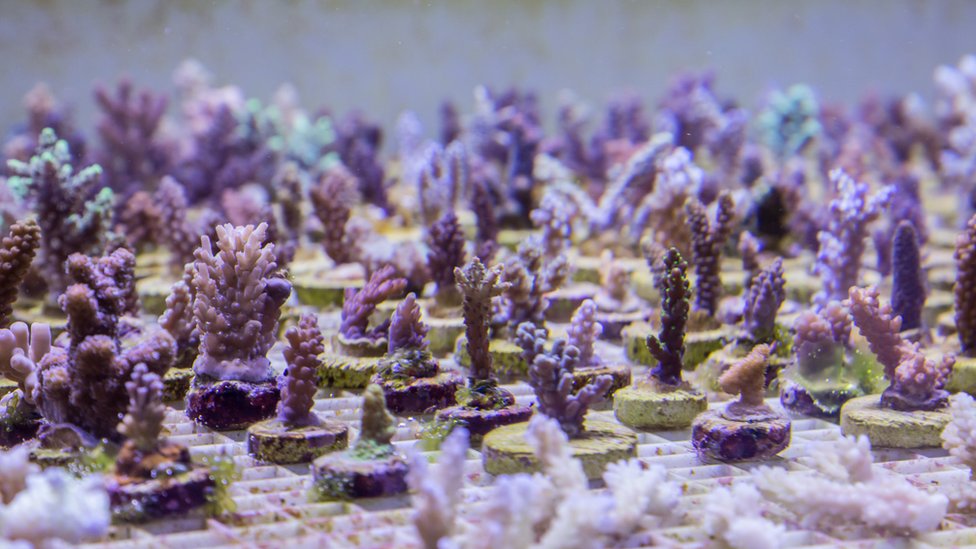 Подводная коралловая ферма