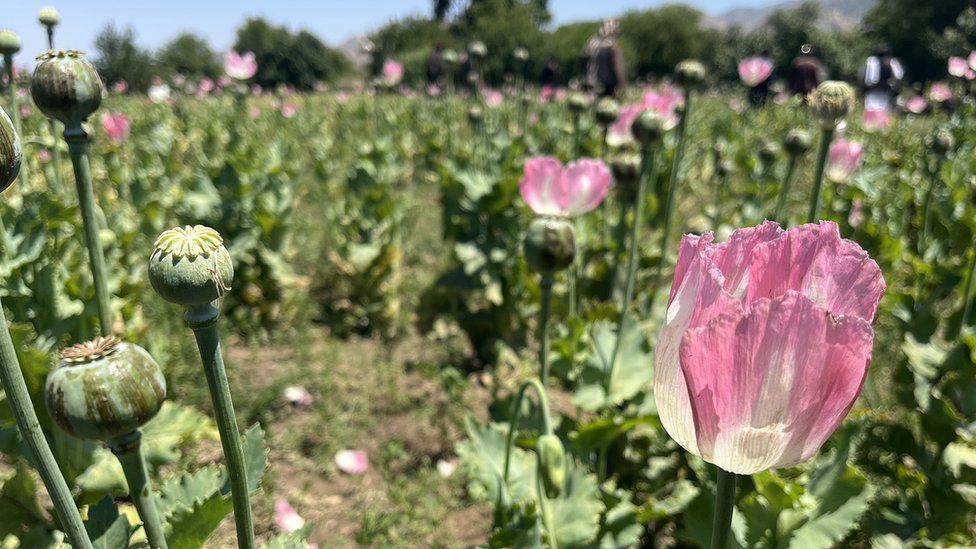 Poppies in field, photographed from close-up