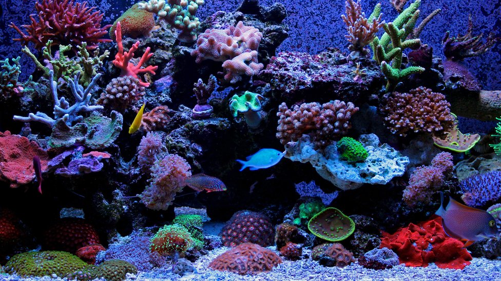 Unos hackers lograron ingresar al sistema de un casino a través de una pecera conectada a internet. Tanque de peces.