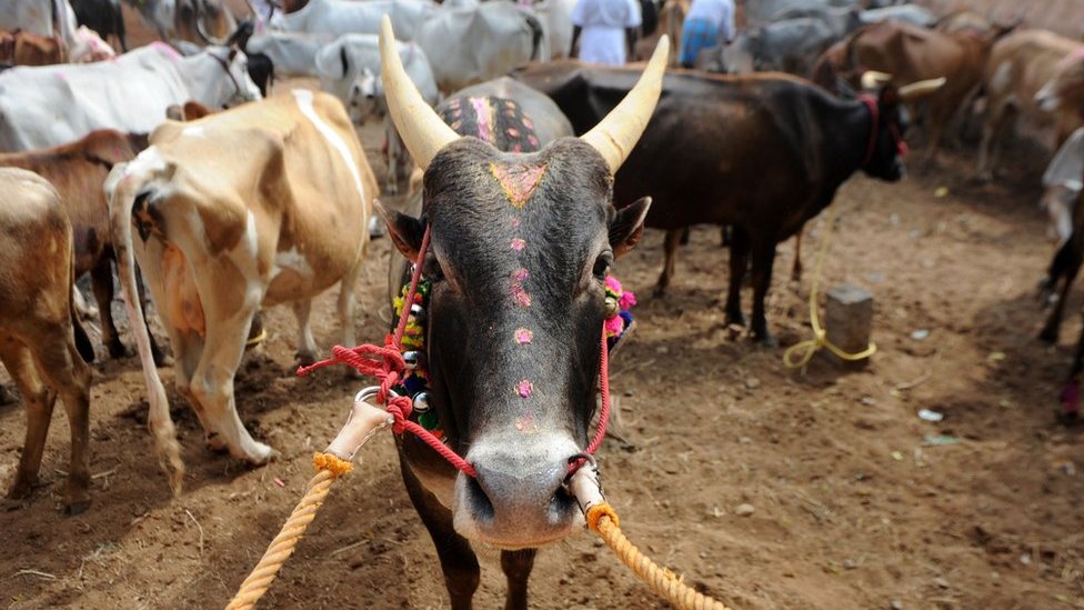 India's animal rights activists forced to lie low - BBC News