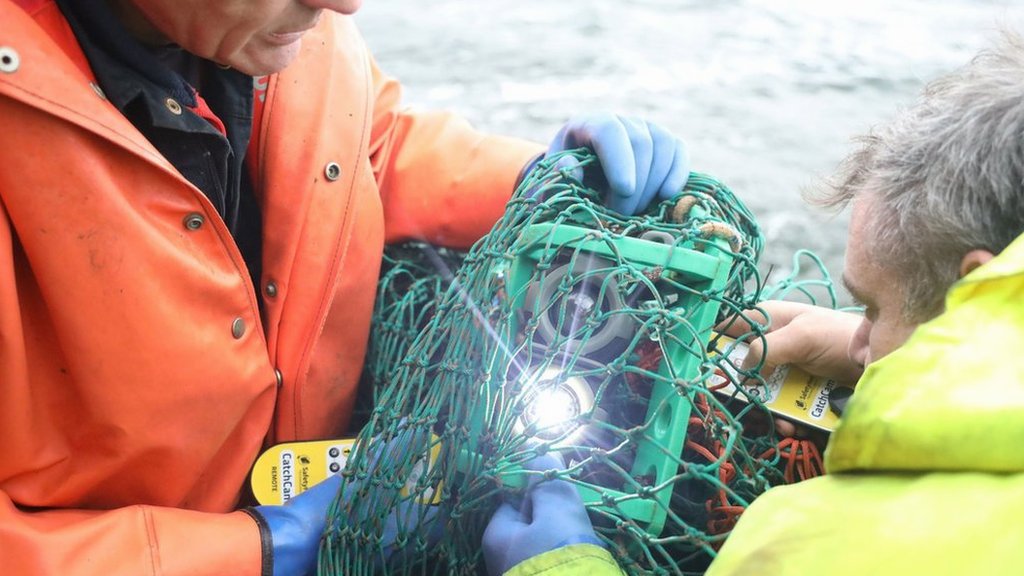 Sustainable fishing: The tech making it cheaper and greener