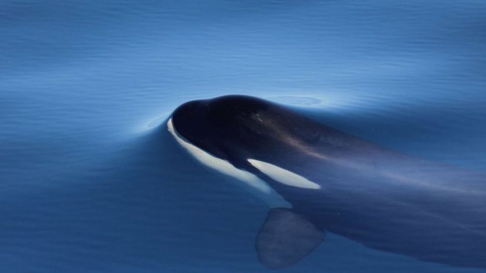 Una orca bajo el agua