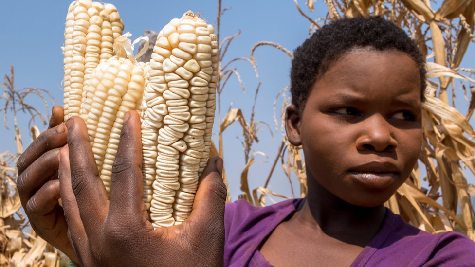кукуруза в Африке
