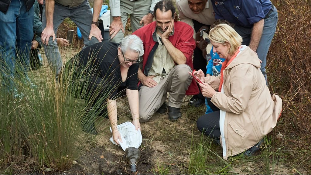 Watch scientists' joy as rare platypus is released back into the wild