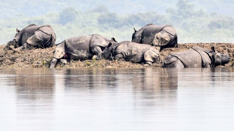 Однорогие носороги укрываются на возвышенности в пострадавшем от наводнения районе национального парка Казиранга в северо-восточном индийском штате Ассам 18 июля 2019 года.
