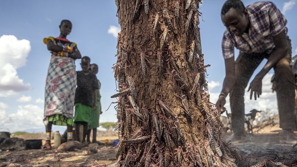 Desert locusts stand on the local vegetation in Ipsolo county of northern Kenya