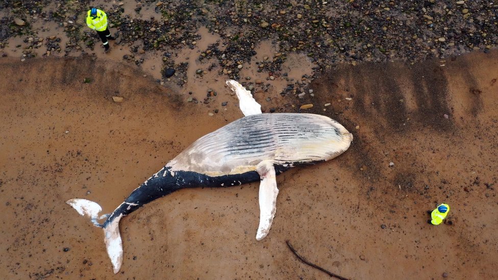 New Zealand whales: Authorities to move 300 carcasses - BBC News