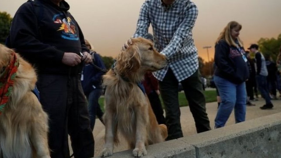 Reuben, seekor anjing penolong, di sebuah gereja yang dijadikan pos darurat di Chico, California.