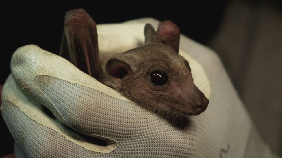 Filhote de morcego segurado por mão com luva