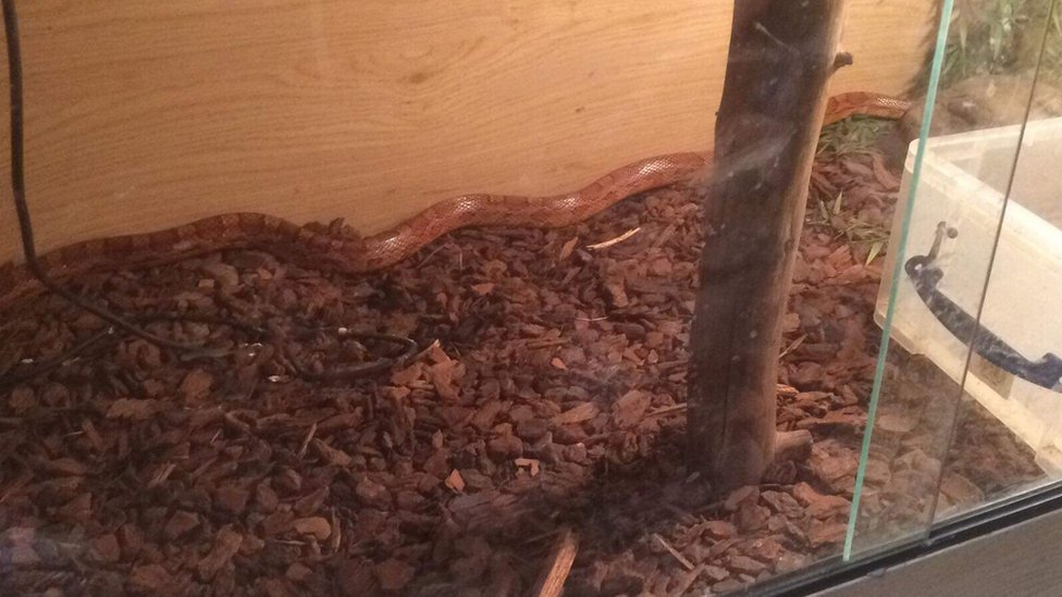 Дэйв кукурузная змея в Stretham's Animal Experience