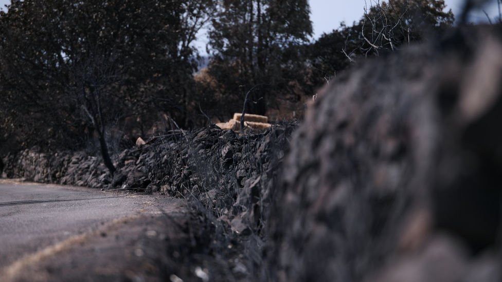 İtalya'da orman yangınları: 30 milyon bal arısı yok oldu