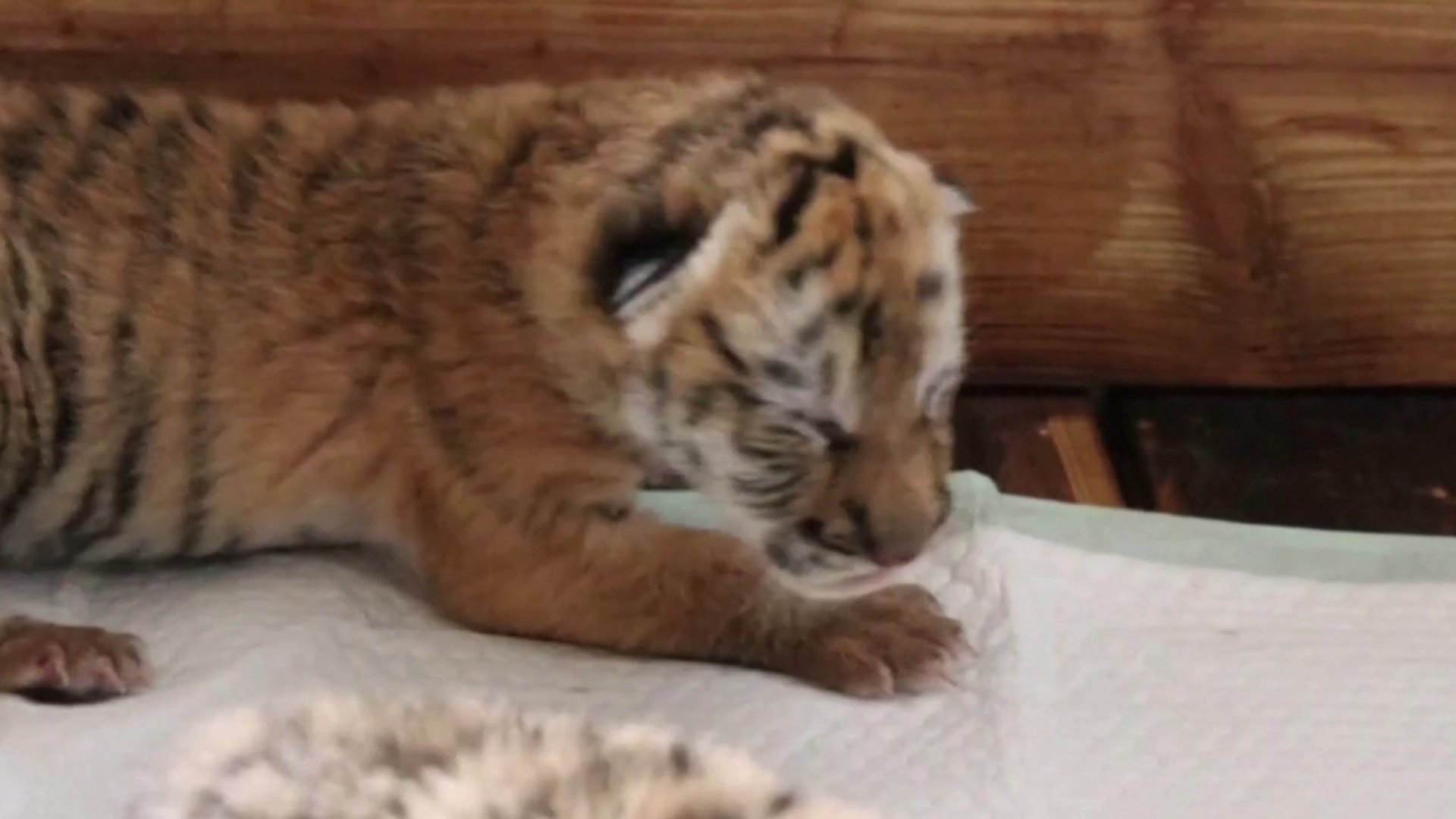 Five newborn Siberian tigers make public appearance - Headlines, features,  photo and videos from , china, news, chinanews, ecns