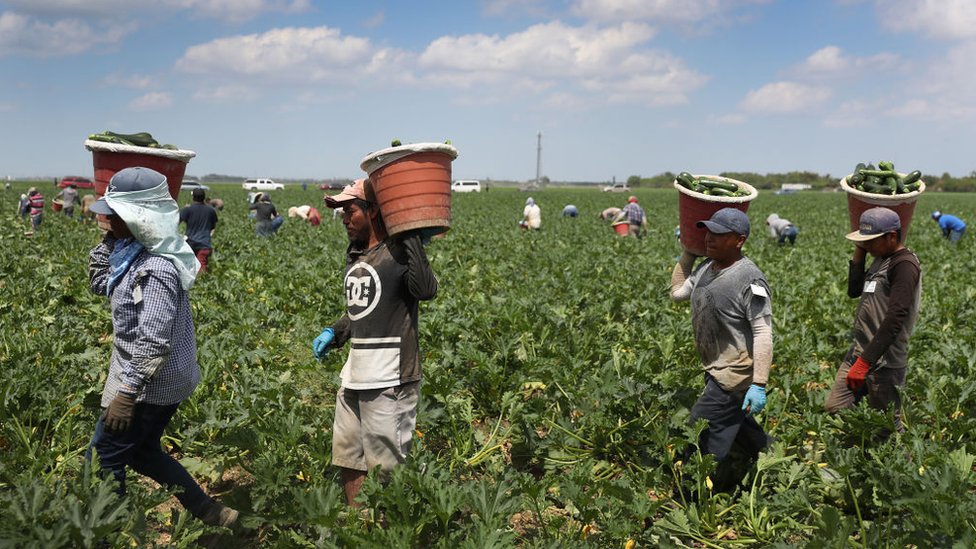 Trabajadores agrícolas en EE.UU. durante la pandemia.