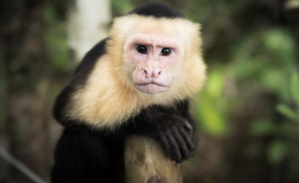 Monyet capuchin