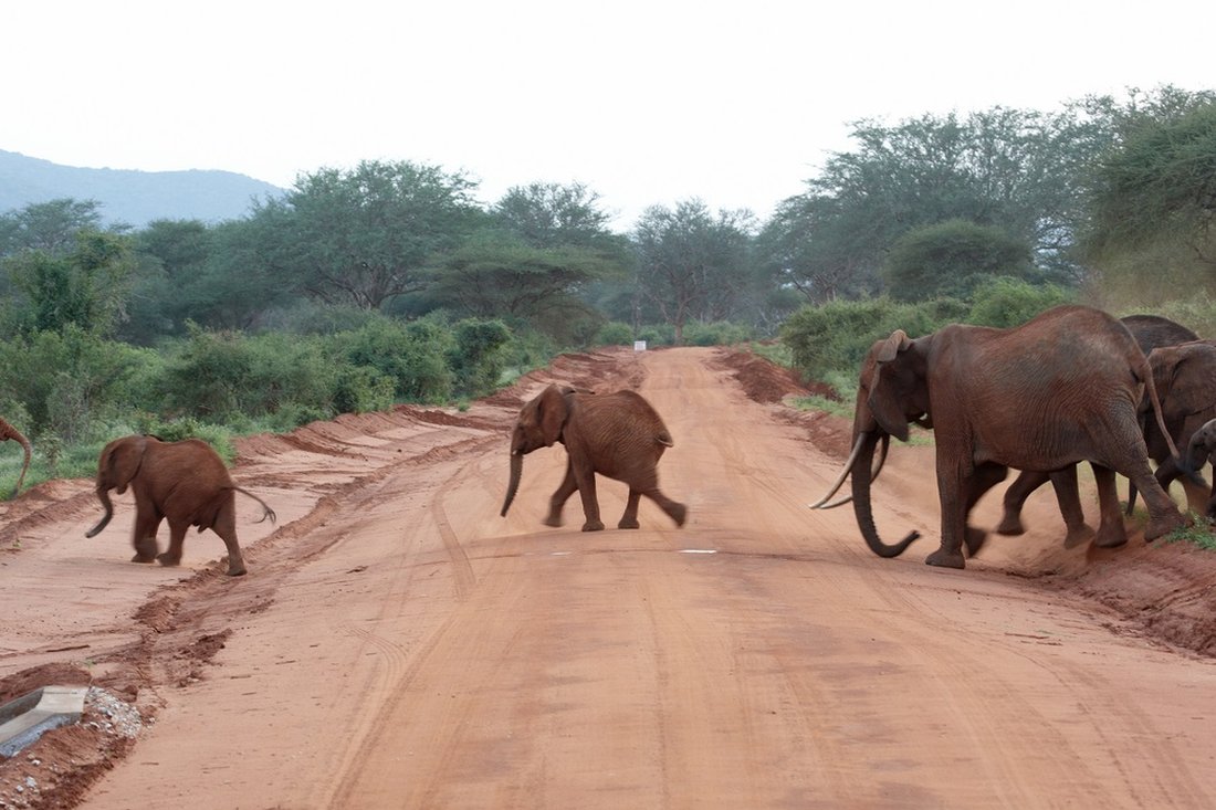 Slonovi beže od lava