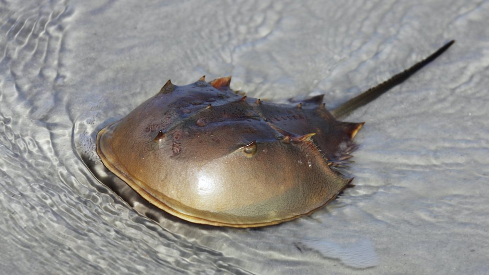 Why Are We Milking Crabs For A Coronavirus Vaccine Bbc News