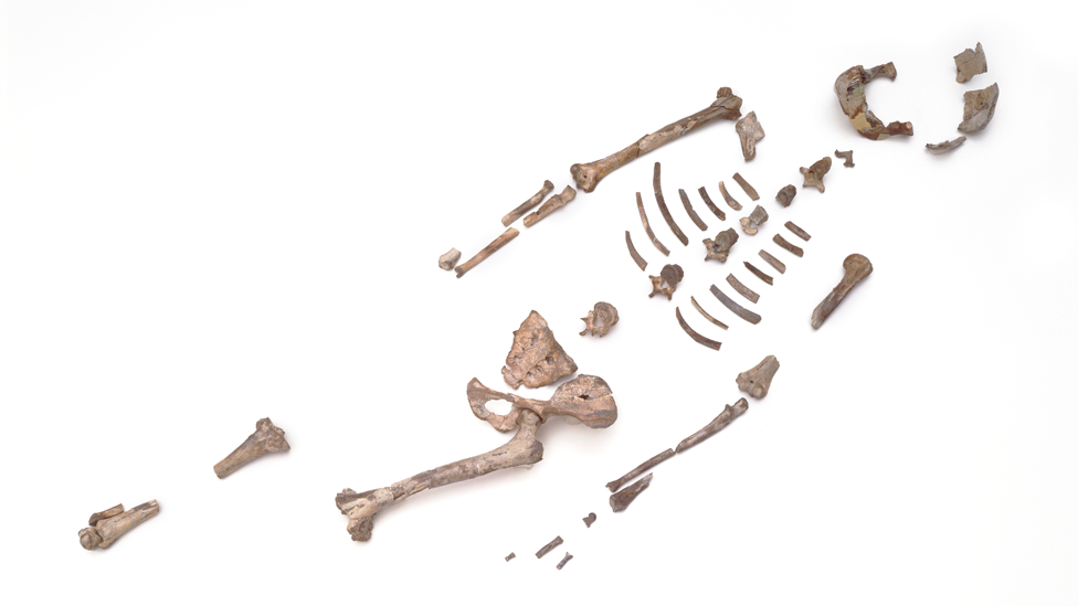 Hueso de Lucy, Australopithecus afarensis