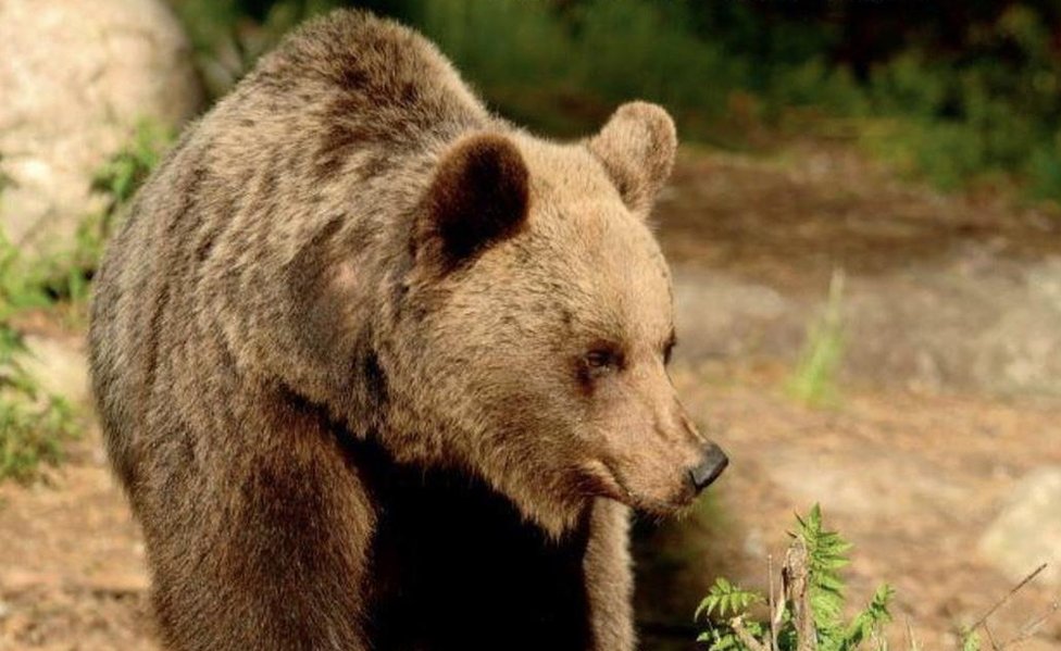 Фотография медведя в районе Трентино в Италии