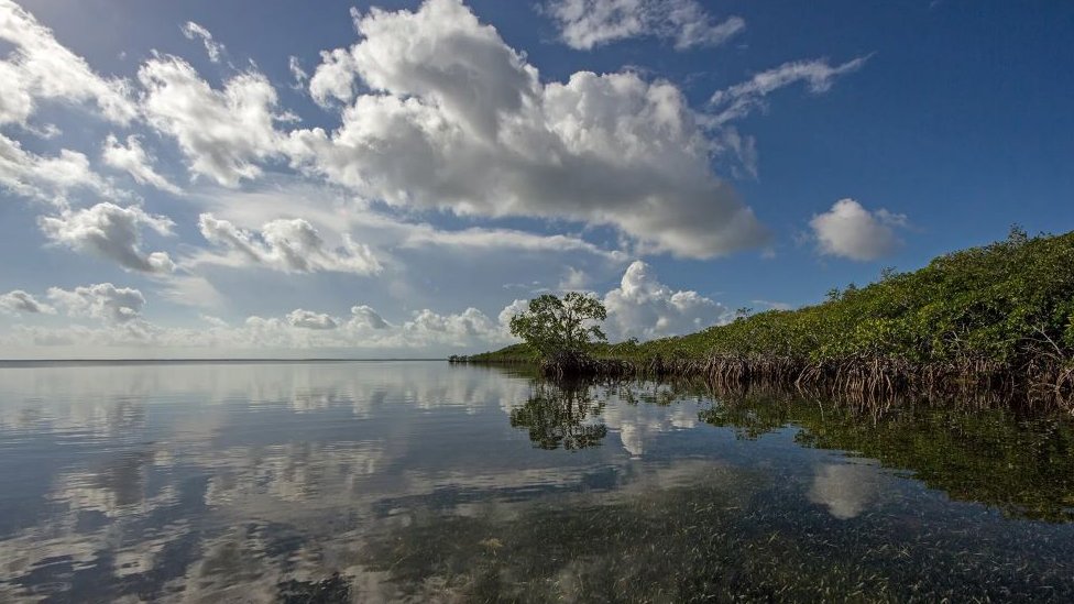 mangrova šuma u zalivu Biskejn