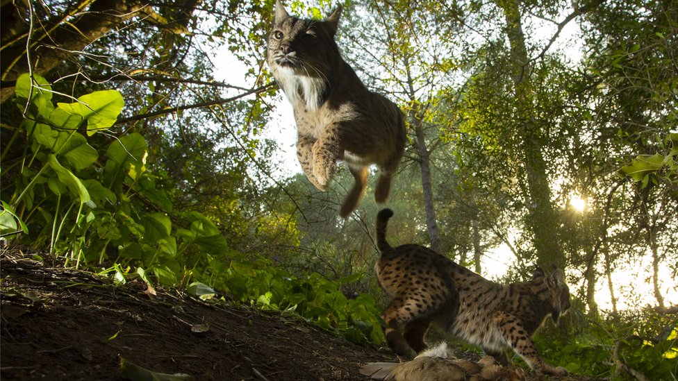 Linces ibéricos Linces ibéricos