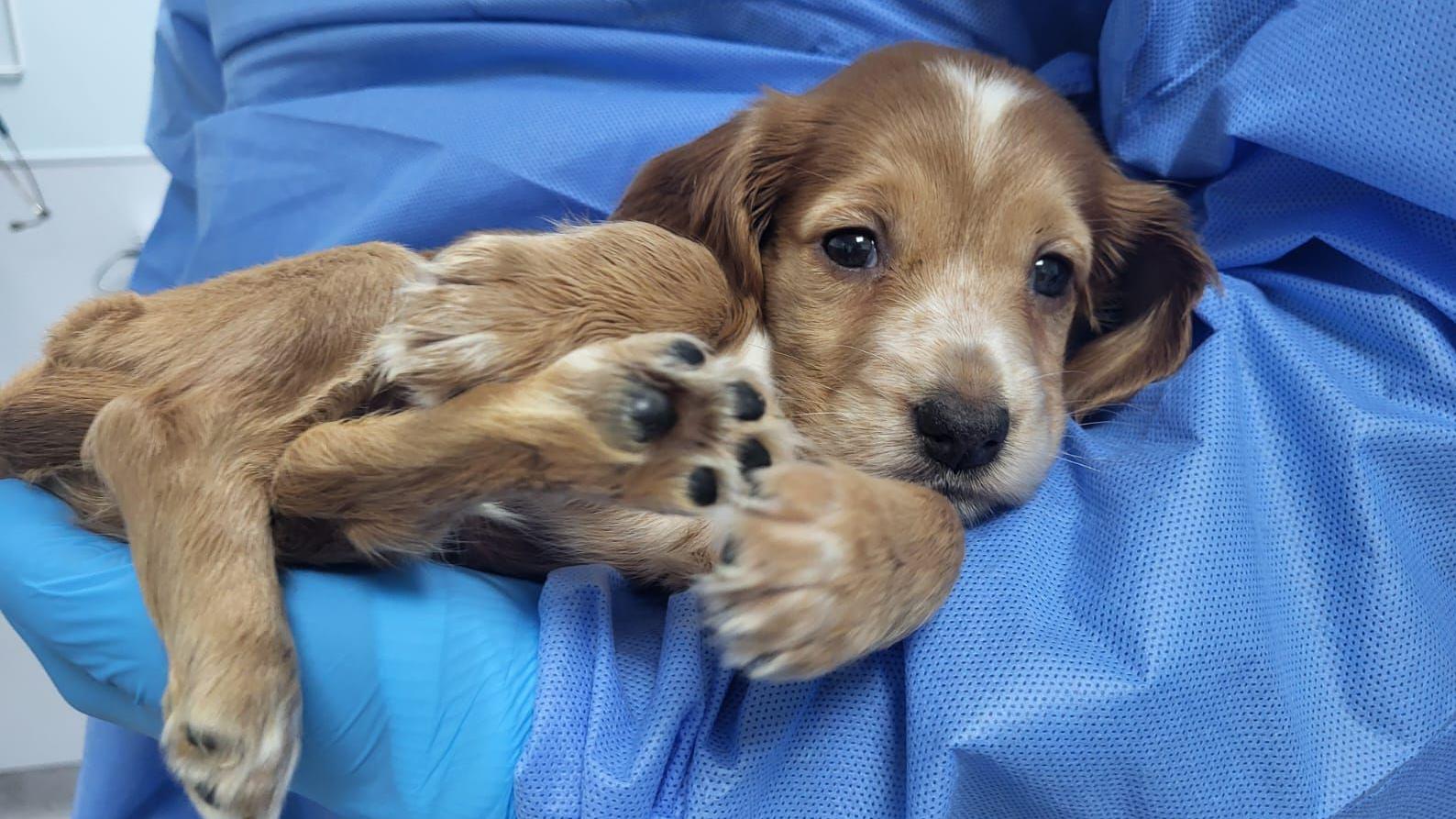 ⚠️puppy⚠️ Police seize 53 dogs in Worksop in puppy breeding probe