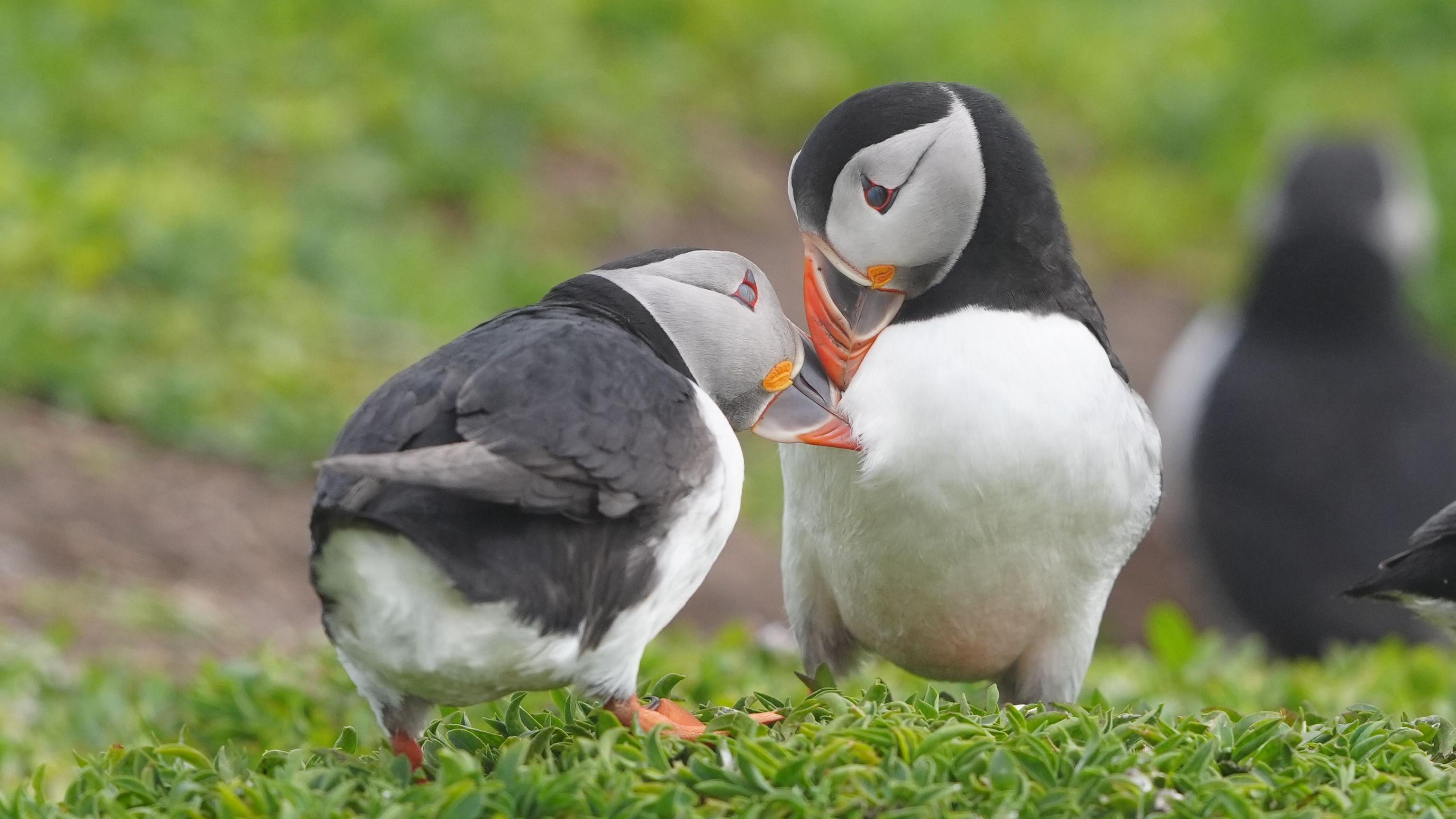 Farne Islands 'puffin cams' return to nature reserve