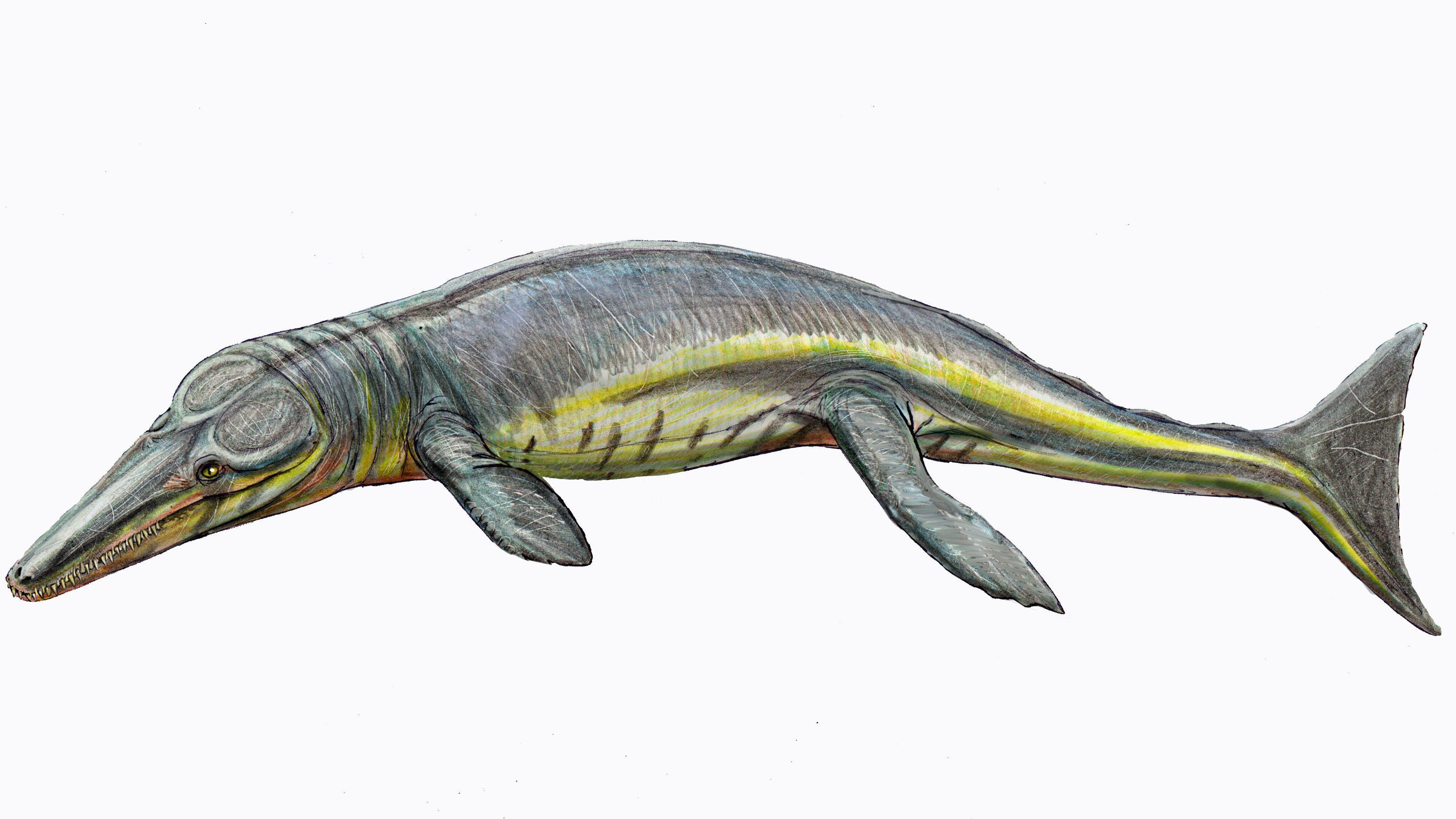 Crocodiles: Research uncovers why the reptile didn't evolve into