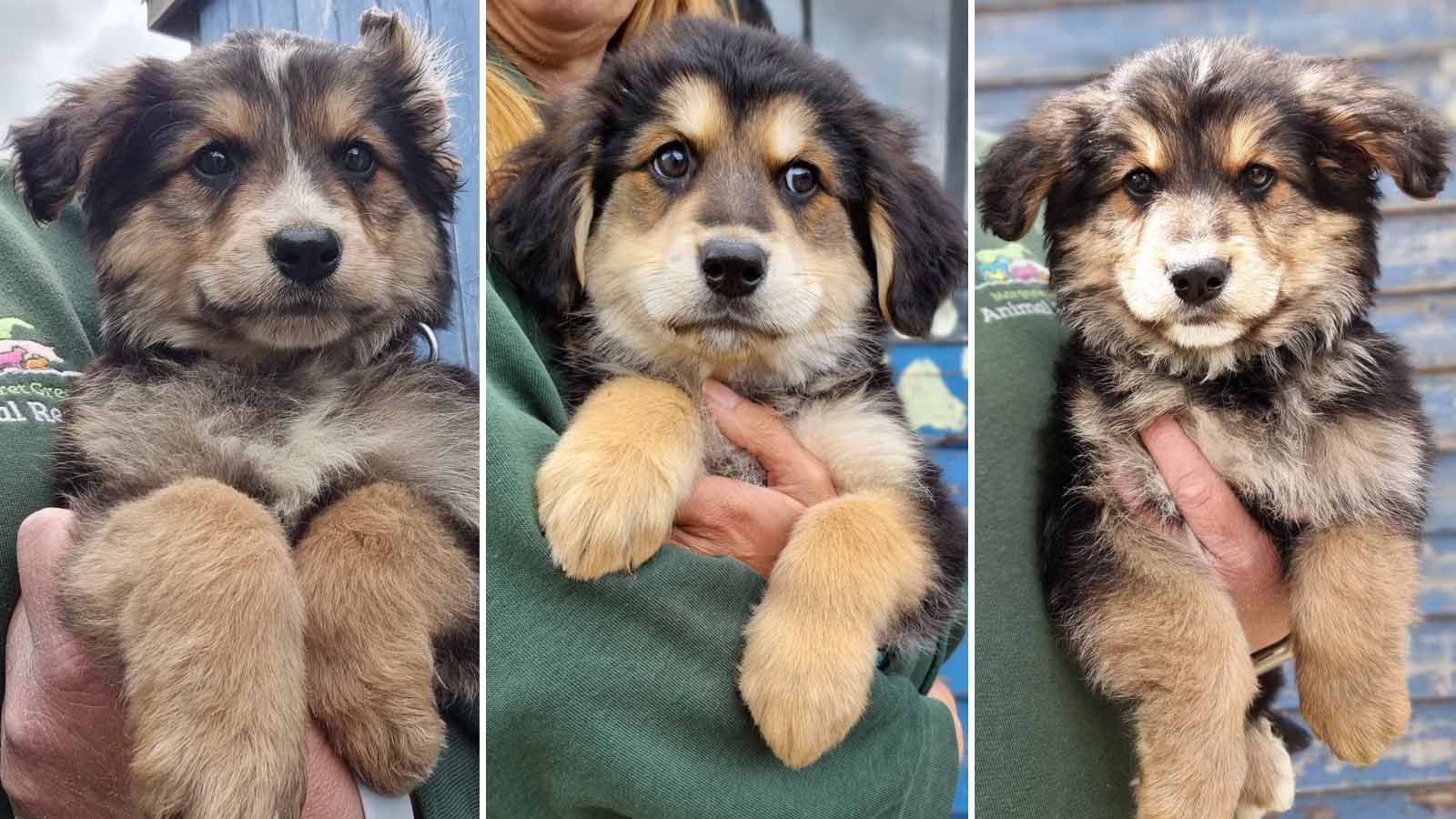 Puppies rescued from breeder named after AFC Bournemouth players