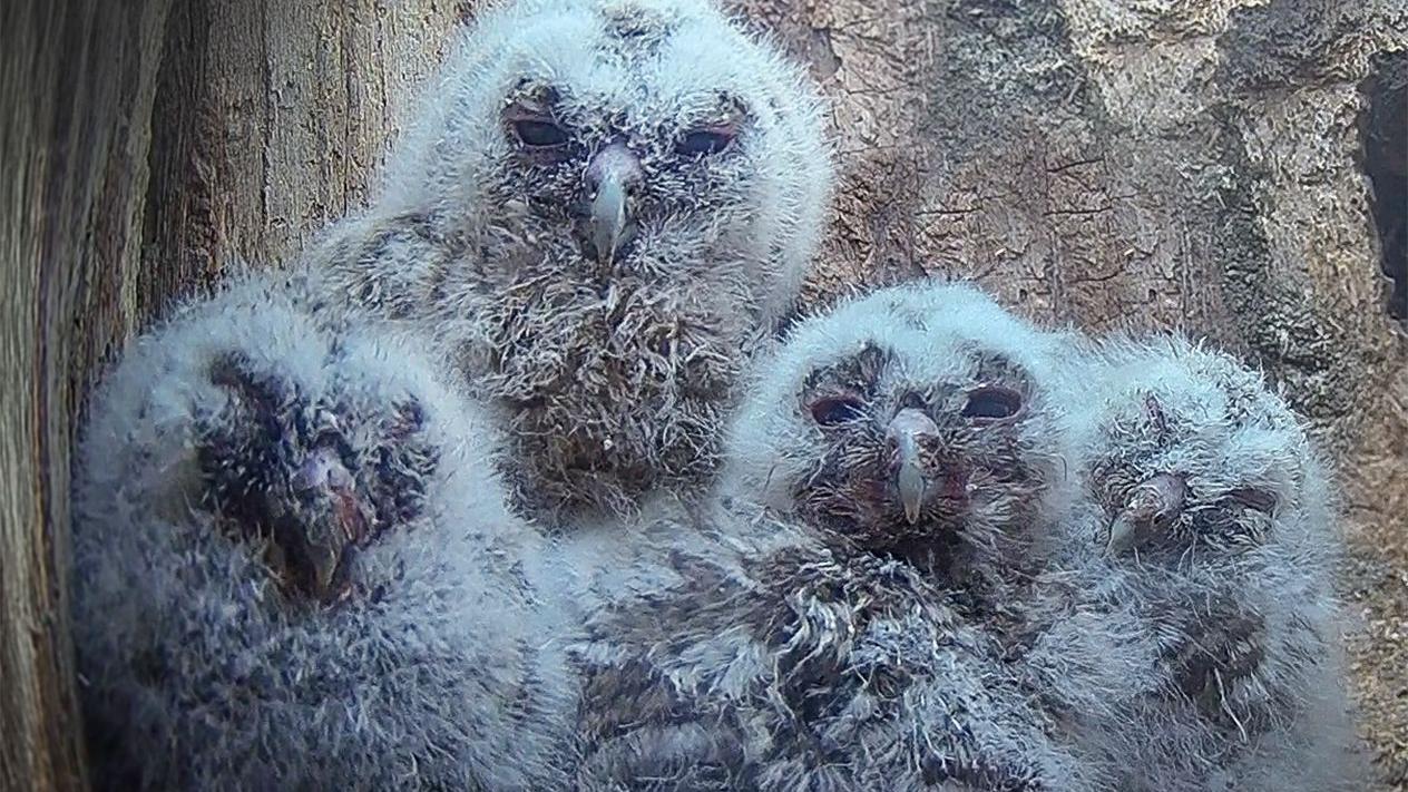 Thixendale Tawny owlets attract thousands of live-stream viewers