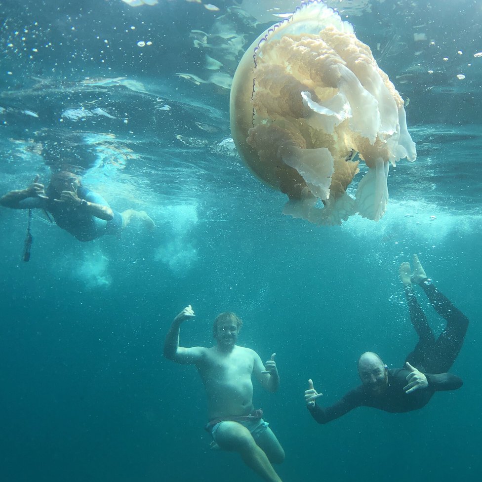 Nadadores y la medusa
